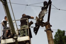 Reportáž ze záchranné stanice na Huslíku o nebezpečí elektrického vedení pro volně žijící ptáky