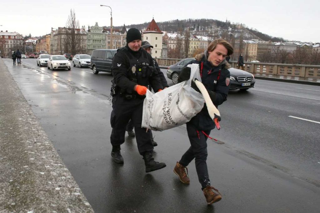 Během záchrany labutě velké spolupracovali personál Pražské zvířecí záchranky a policie
