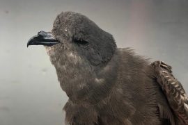 Objeven nový druh ptáka pro Českou republiku. Rarita málem skončila v popelnici.